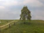 Hängebirke, Profiline  Frühling NZ